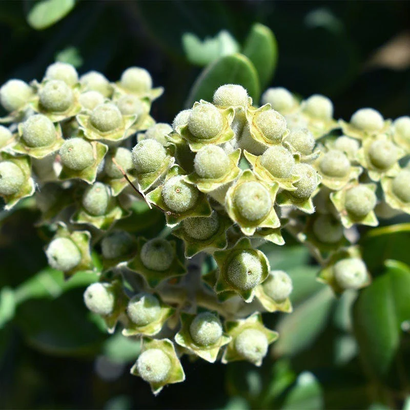 Ice Ballet Swamp Milkweed - Image 3