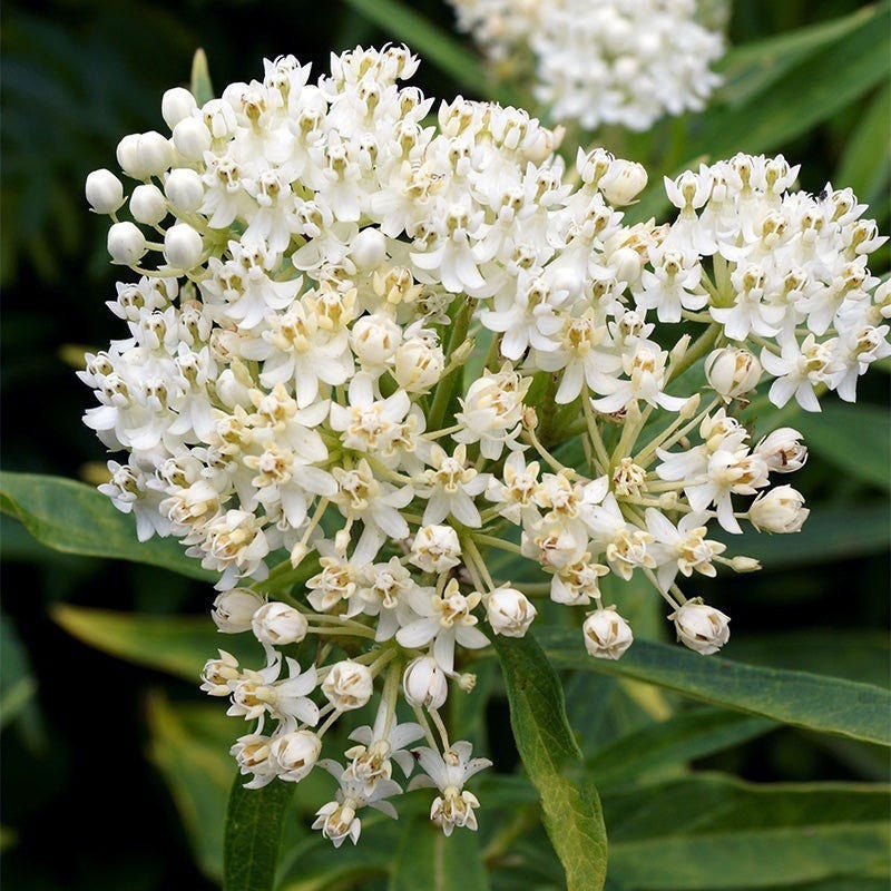 Ice Ballet Swamp Milkweed - Image 5