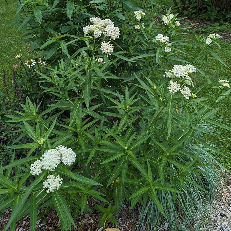Ice Ballet Swamp Milkweed - Image 6