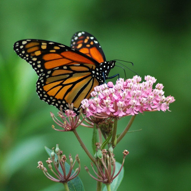 Swamp Milkweed Collection - Image 3