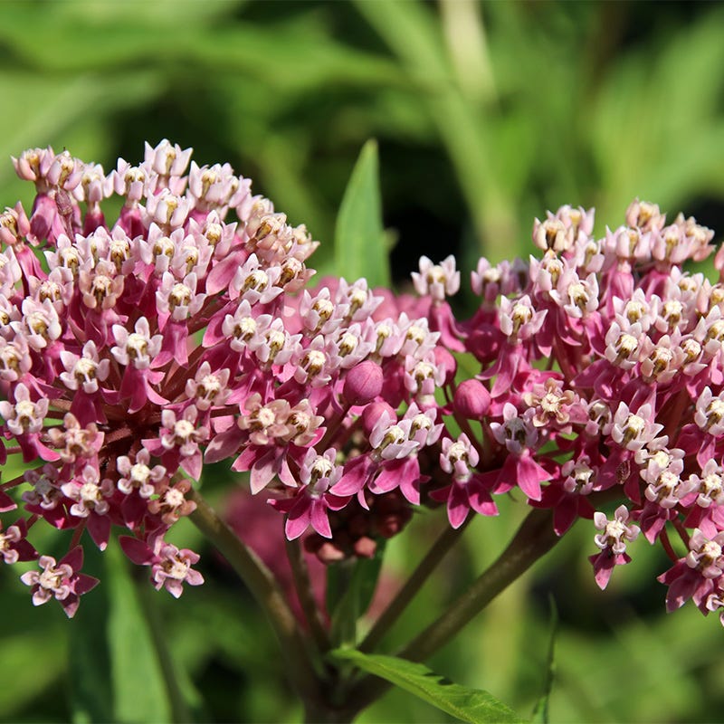 Swamp Milkweed Collection - Image 4