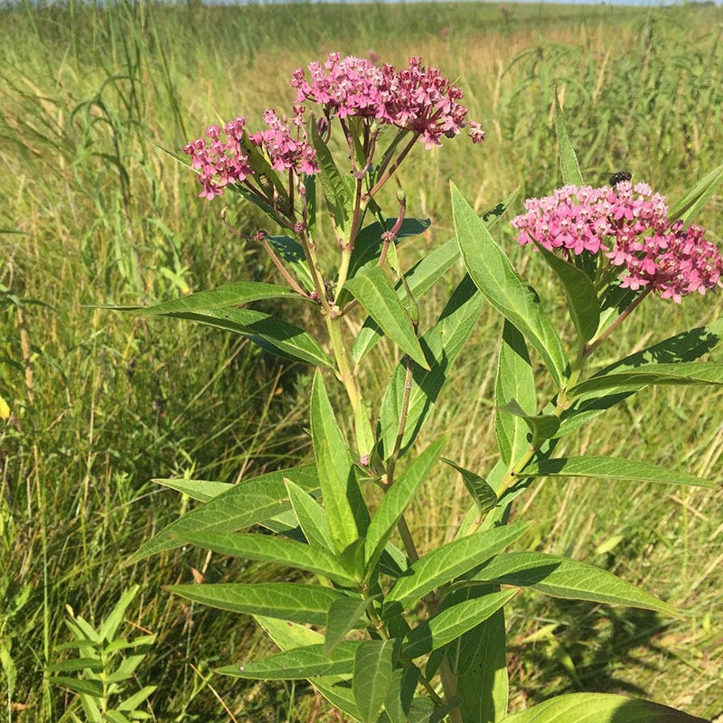 Rose Swamp Milkweed - Image 3