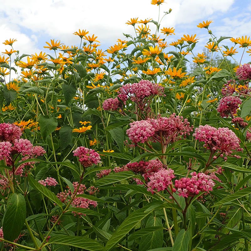 Rose Swamp Milkweed - Image 5