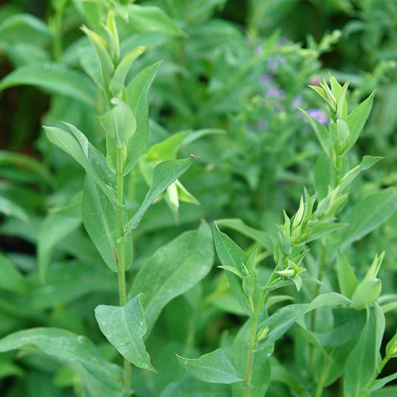 Bluebird Smooth Aster - Image 5