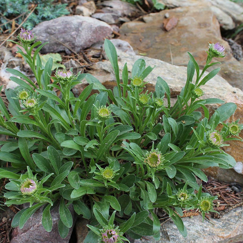 Dwarf Alpine Aster - Image 3