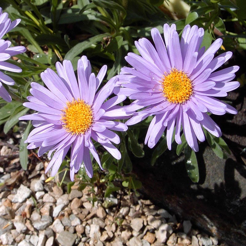 Dwarf Alpine Aster - Image 4