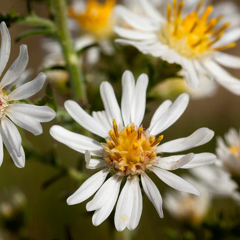 First Snow Heath Aster - Image 3