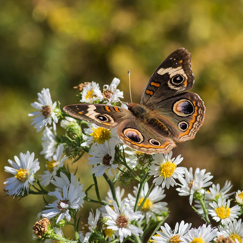 First Snow Heath Aster - Image 4