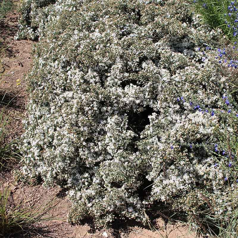 First Snow Heath Aster - Image 5