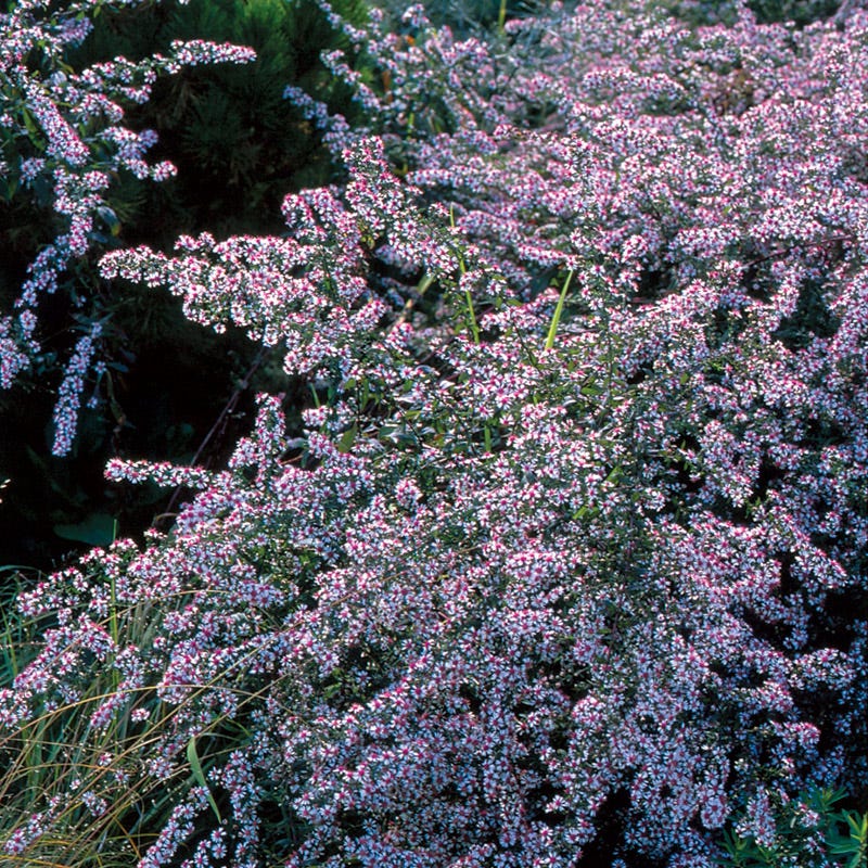 Lady in Black Aster - Image 3