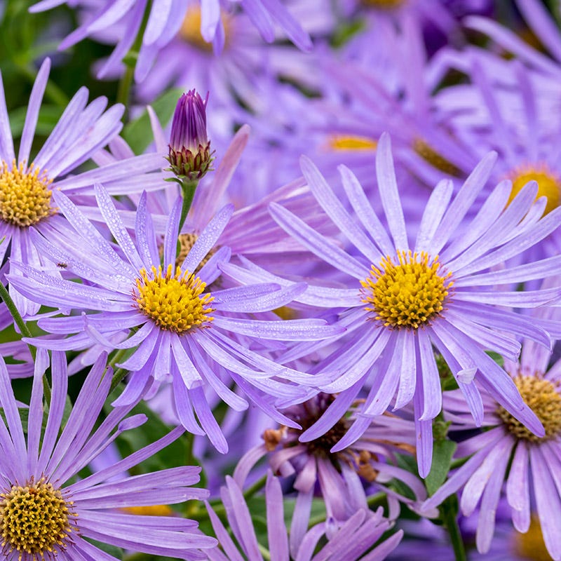 Monch Frikart's Aster - Image 3