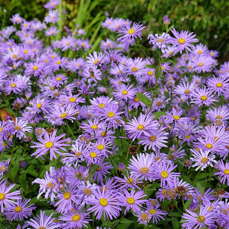 Monch Frikart's Aster - Image 4