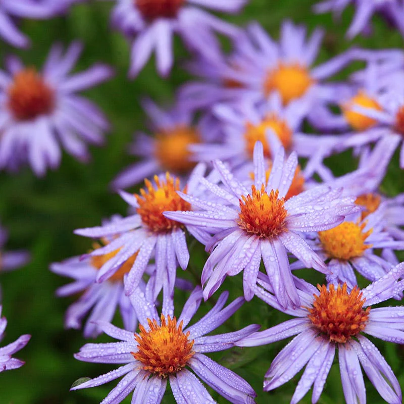 Superstar Aster Collection - Image 4