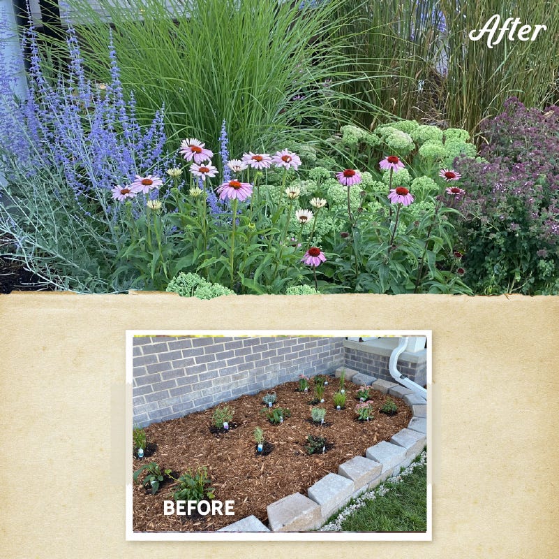 August Afternoons Pre-Planned Garden - Image 3