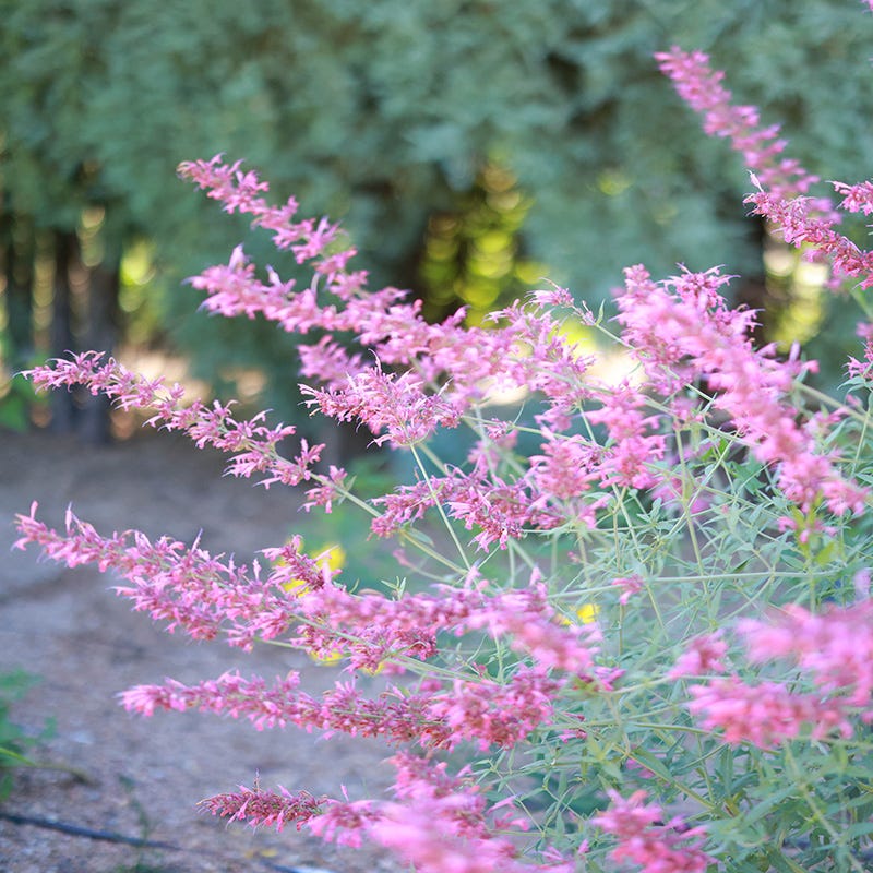 August Afternoons Pre-Planned Garden - Image 6