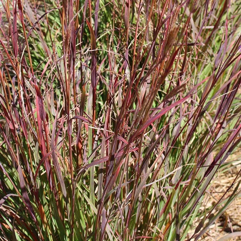 Ladybug Red Big Bluestem Grass - Image 3