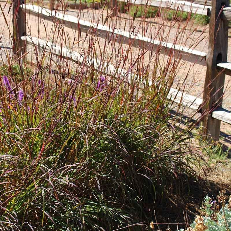 Ladybug Red Big Bluestem Grass - Image 4