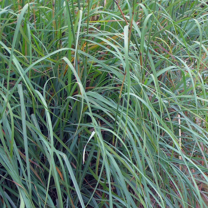 Windwalker® Big Bluestem Grass - Image 3