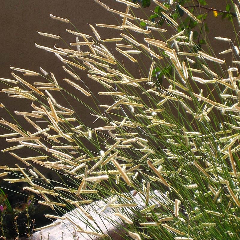 Blonde Ambition Blue Grama Grass - Image 2