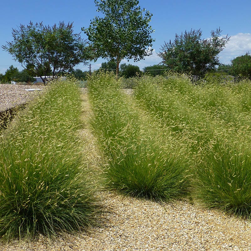 Blonde Ambition Blue Grama Grass - Image 6