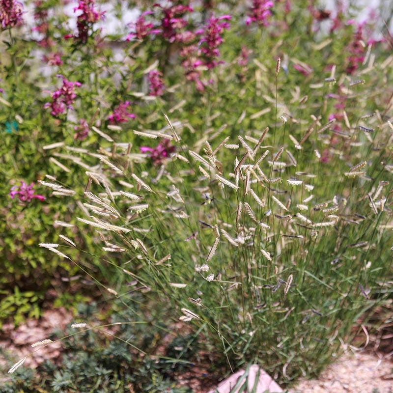 New Mexico Perennial Collection - Image 7