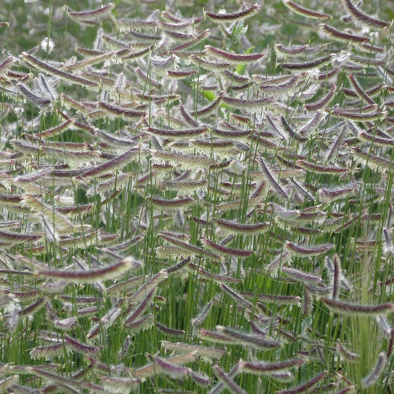 Zig Zag Blue Grama Grass - Image 3