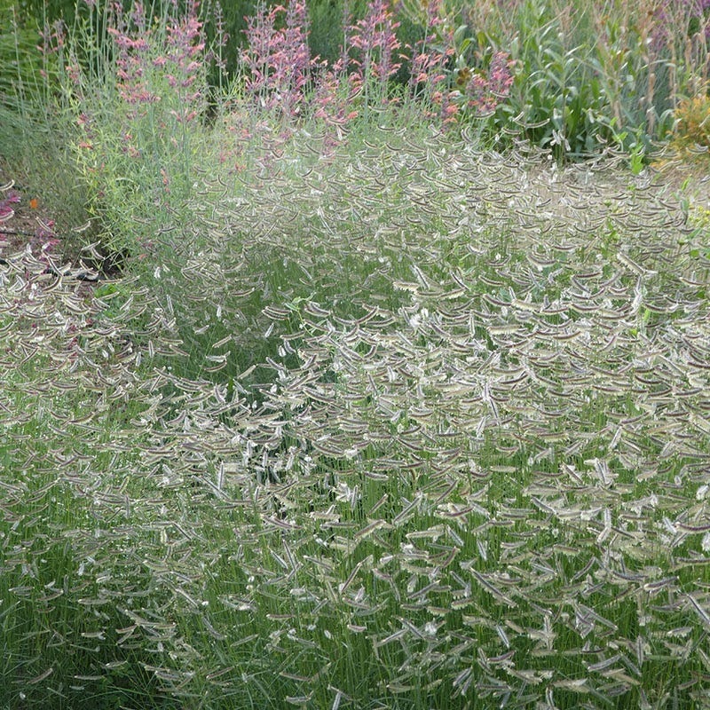 Zig Zag Blue Grama Grass - Image 5