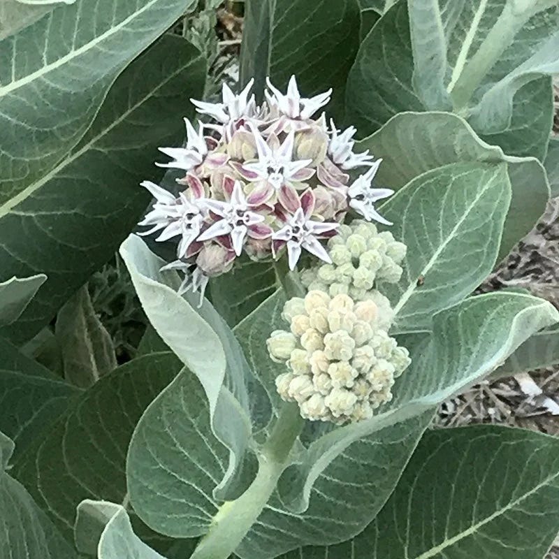 Butterfly & Bee Friendly Collection For The East & Midwest - Image 5