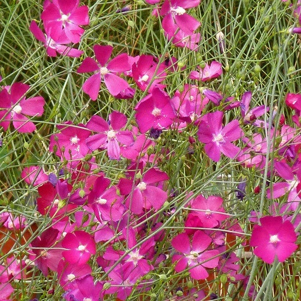 Fringed Poppy Mallow (Callirhoe) - Image 3