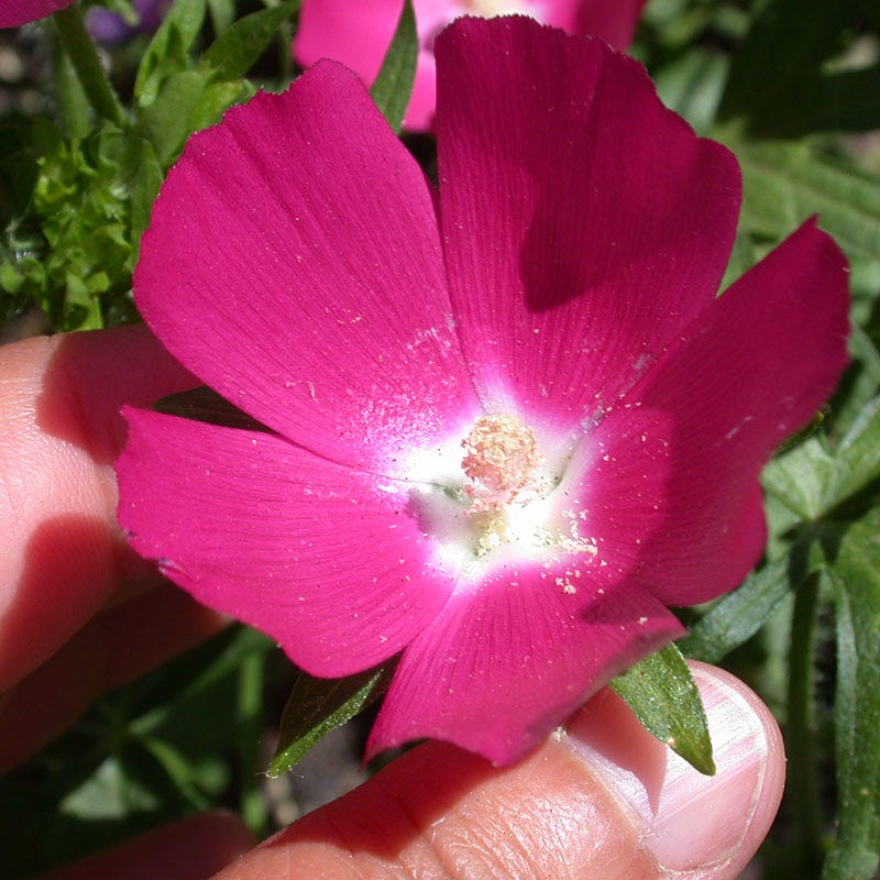 Purple Poppy Mallow (Callirhoe) - Image 2