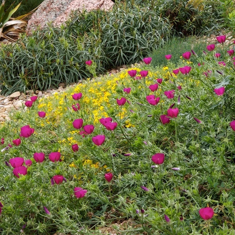 Purple Poppy Mallow (Callirhoe) - Image 4