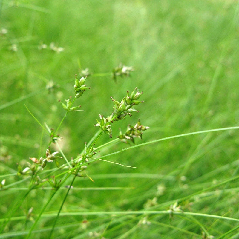 Appalachian Sedge - Image 2