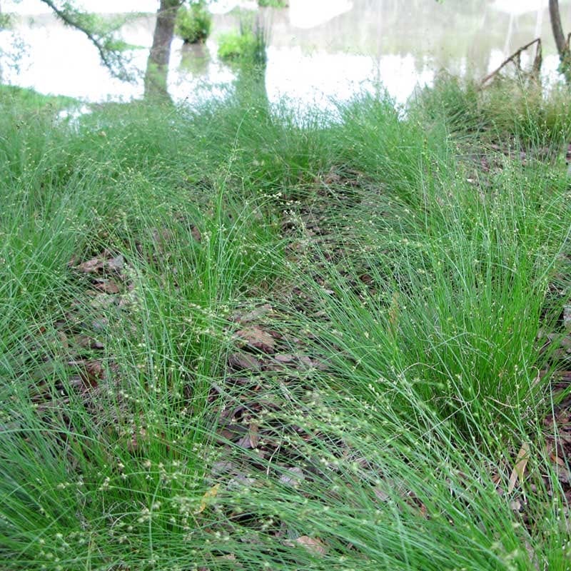 Appalachian Sedge - Image 3