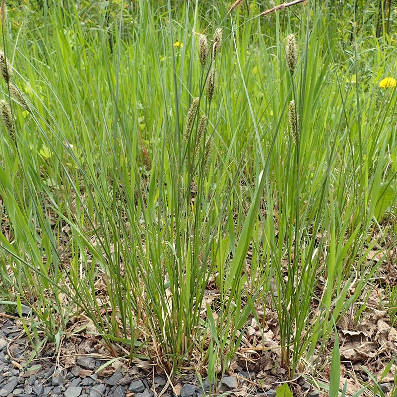 Woolly Sedge - Image 3