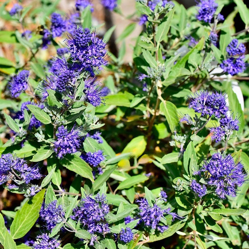 First Choice Caryopteris - Image 2