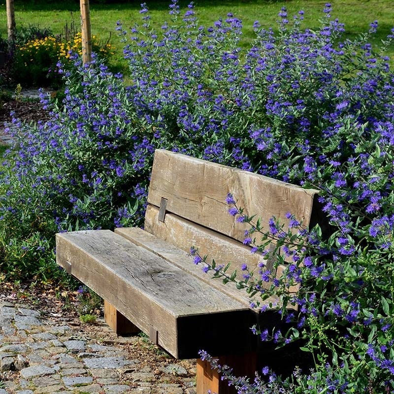 First Choice Caryopteris - Image 3