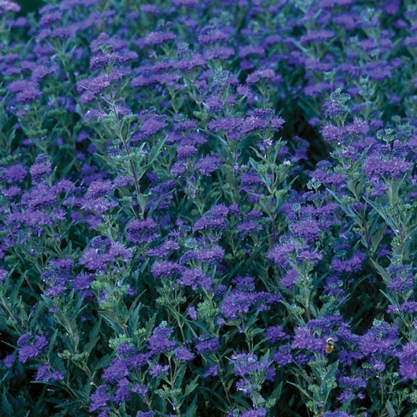 First Choice Caryopteris - Image 4