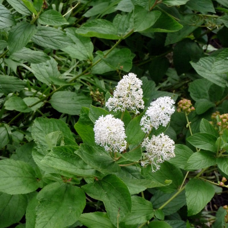 New Jersey Tea Plant (Ceanothus) - Image 2