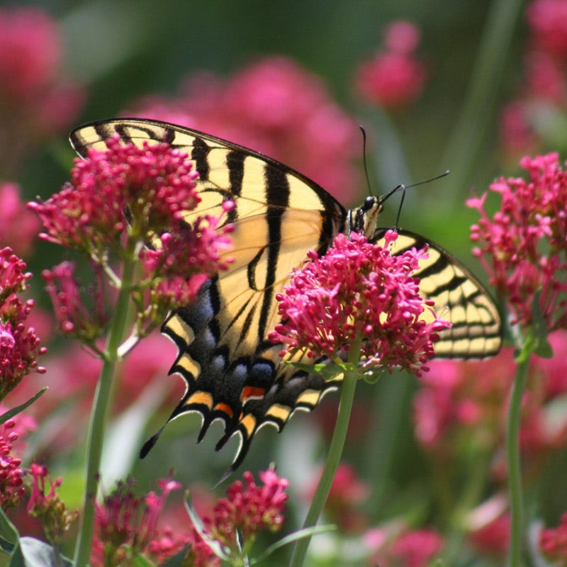 Red Valerian (Centranthus) - Image 2