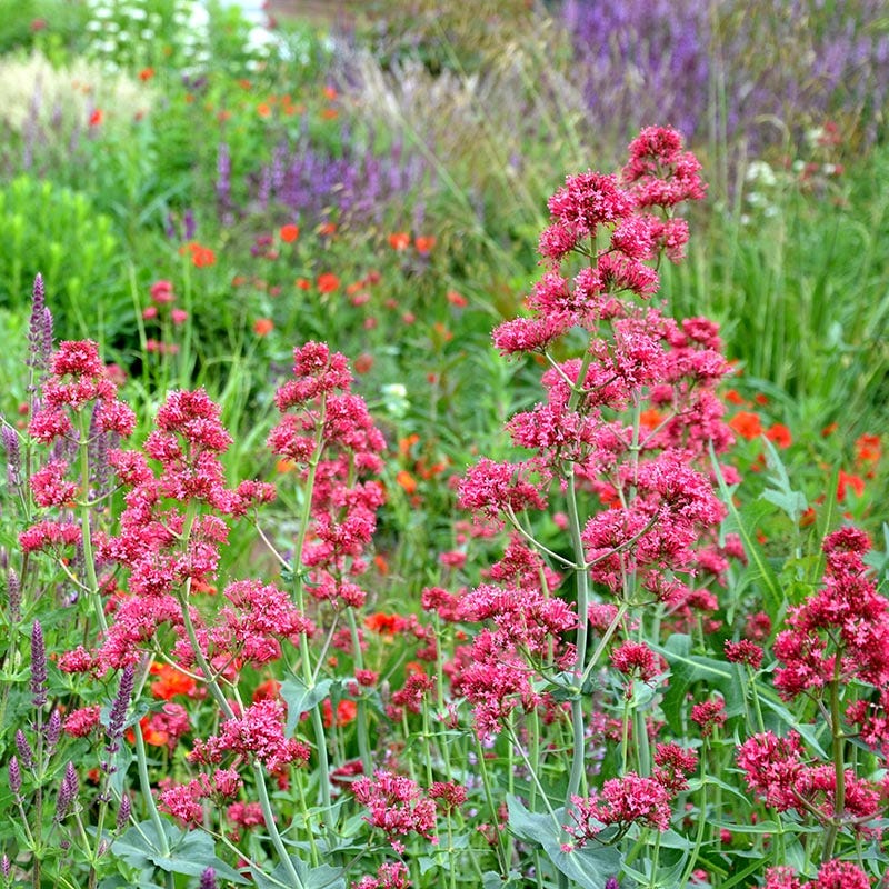 Red Valerian (Centranthus) - Image 3