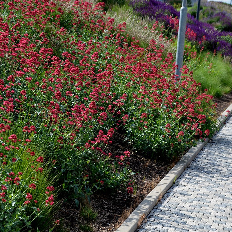 Red Valerian (Centranthus) - Image 4
