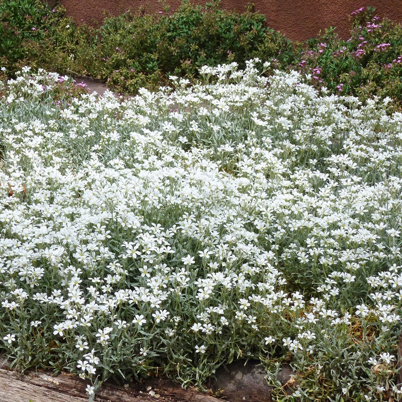 Snow-in-Summer (Cerastium) - Image 4