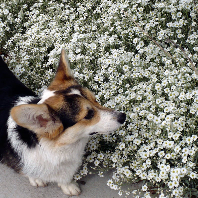 Snow-in-Summer (Cerastium) - Image 5