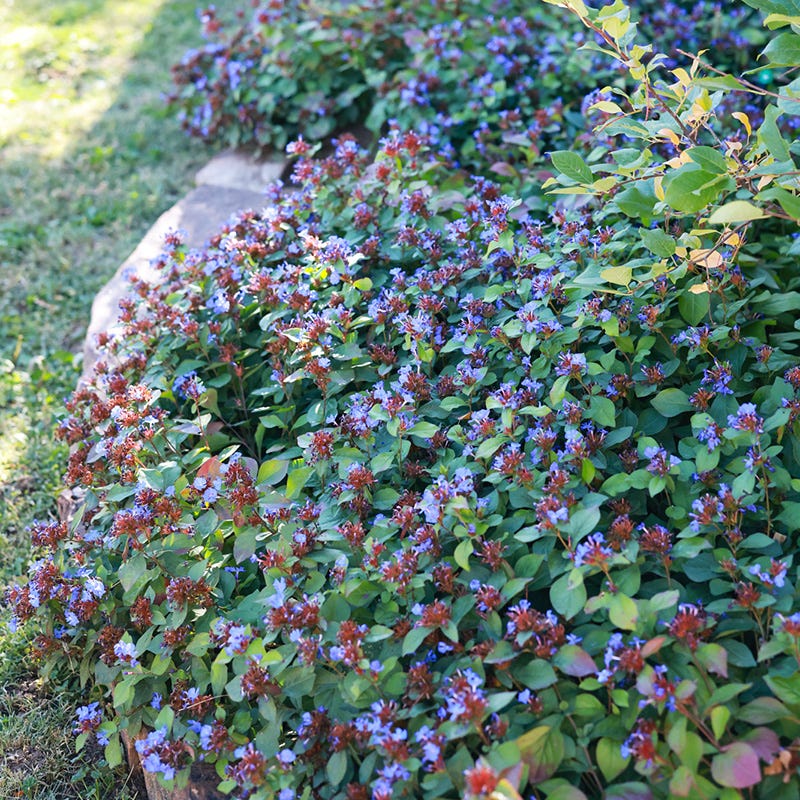 Hardy Plumbago (Ceratostigma) - Image 3