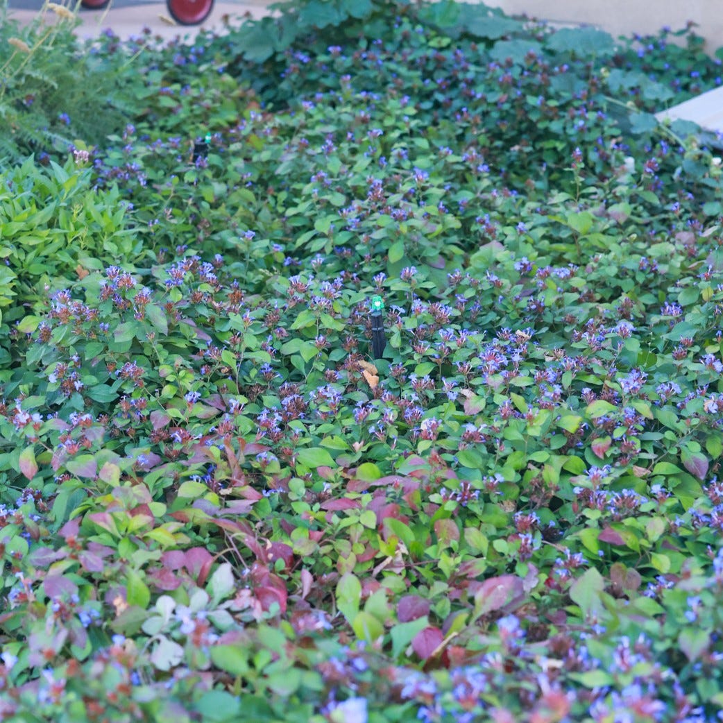 Hardy Plumbago (Ceratostigma) - Image 5