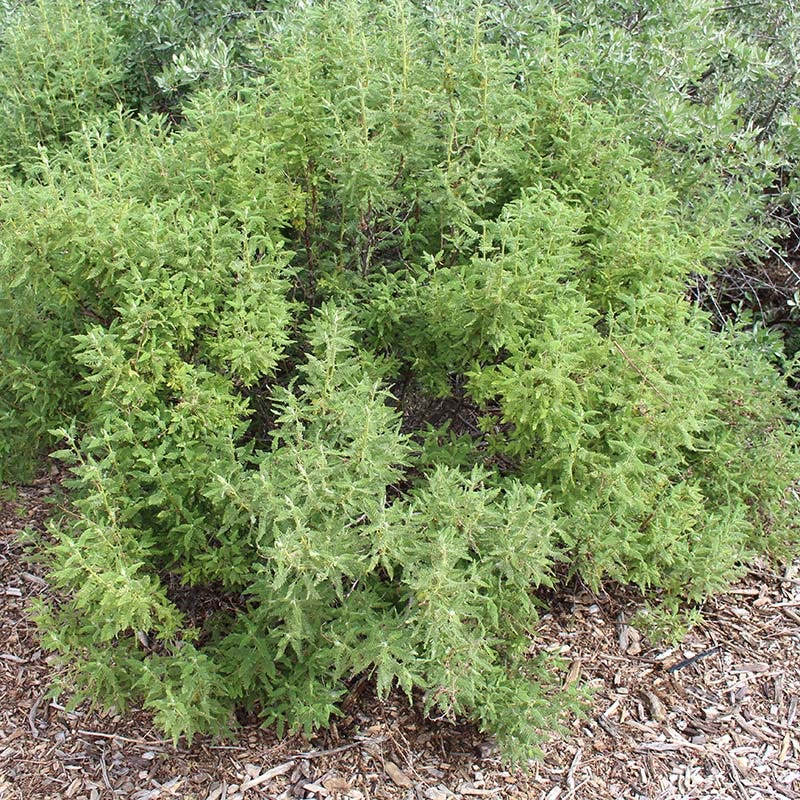 Fernbush (Chamaebatiaria) - Image 3