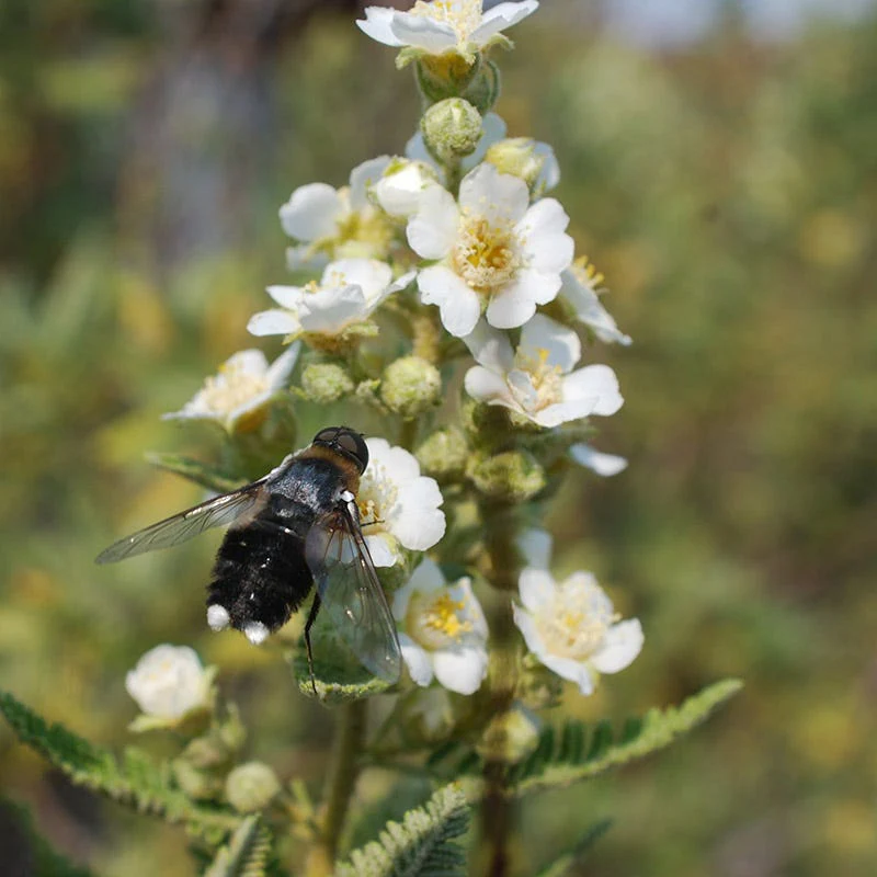 Fernbush (Chamaebatiaria) - Image 4