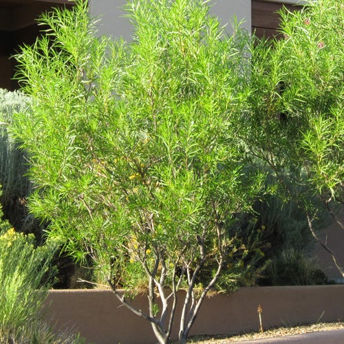 Lucretia Hamilton Desert Willow - Image 3