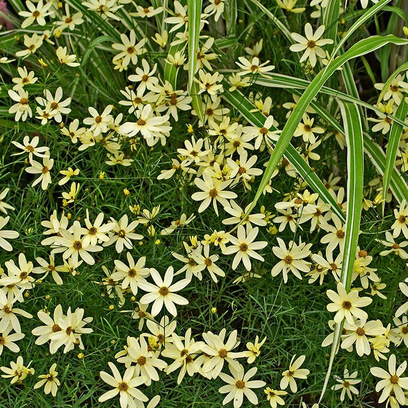 Moonbeam Coreopsis - Image 2