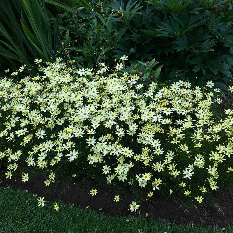 Moonbeam Coreopsis - Image 4